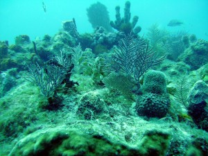Coral Scape