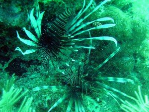 Lion Fish