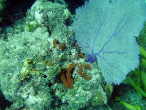 Purple Sea Fan